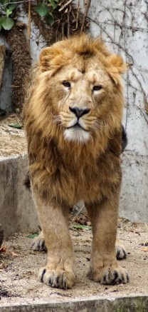 Einfach majestätisch: Der König der Tiere in der Wilhelma. (Bild: Thomas Krytzner)