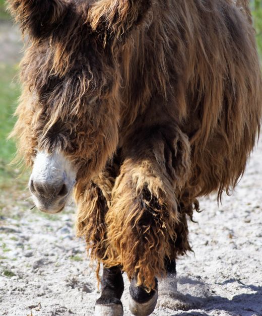 Dieser fellige Freund kam fürs Foto extra angetrabt.