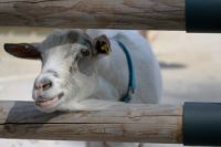 Tierparadies Gut Aiderbichl bei Salzburg